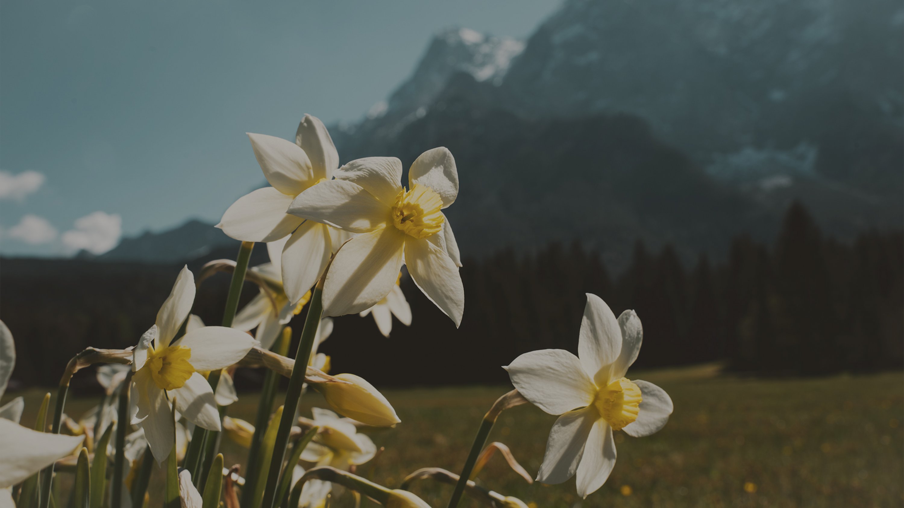 Blühende Blumen, im Hintergrund die Zugspitze