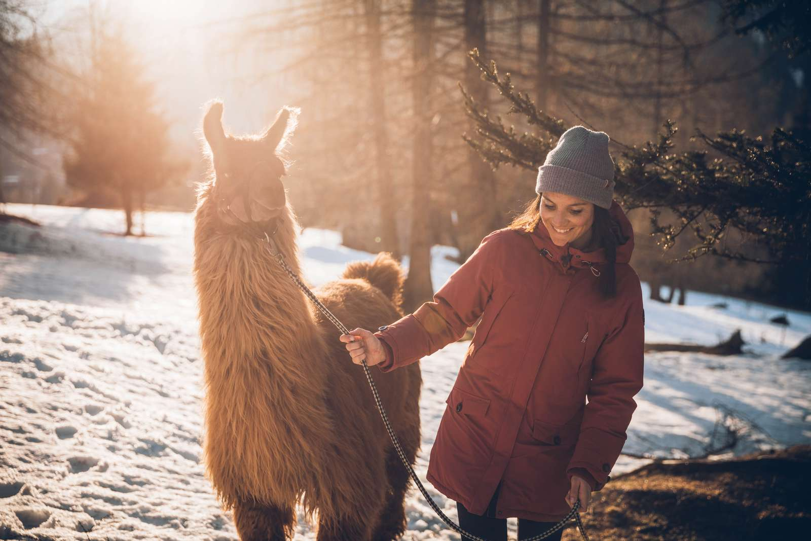A woman leads a llama on a leash, snow in the background