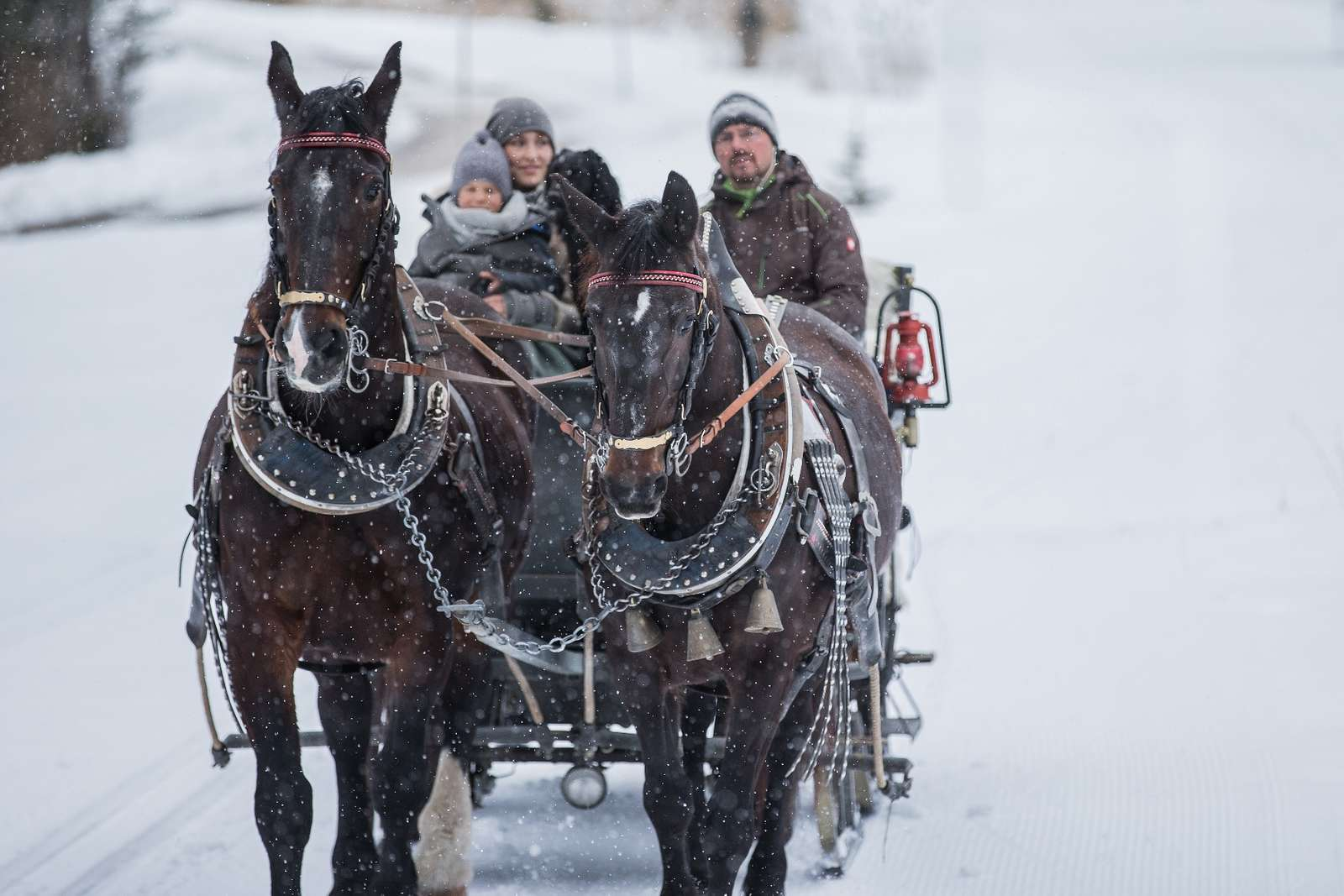 A family sits in a horse-drawn carraige, which is pulled on snow